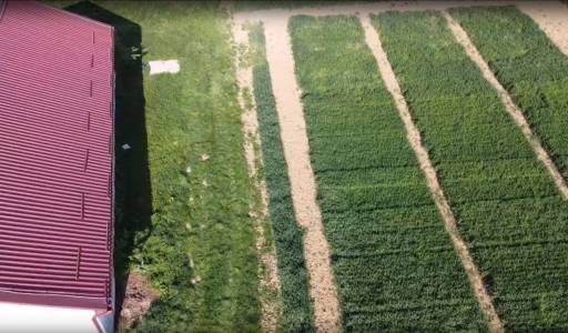 Pokus: Učinak sjetve smjesa sorata i linija pšenice na kvantitativne i kvalitativne pokazatelje