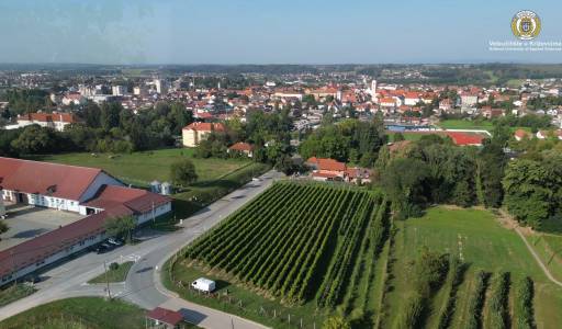 Može li autohtona sorta Kleščec dati dobre rezultate i kao pjenušavo vino?