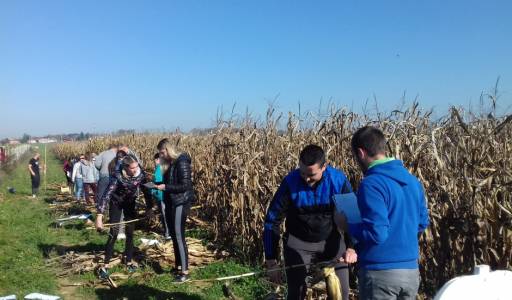 Studenti ocjenjivali napad kukuruznog moljca na hibride kukuruza