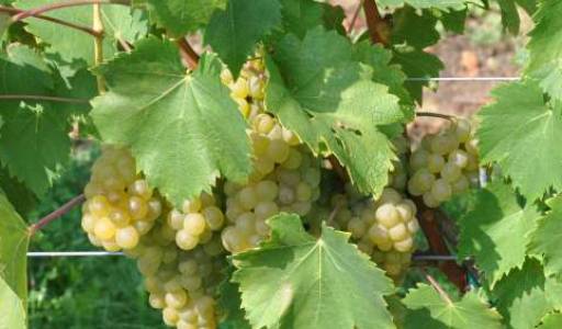 Prvoklasni cijepovi vinove loze sorte Kleščec u prodaji