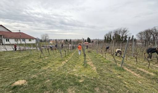 Zimska rezidba vinograda i voćnjaka – teorija u praksi!